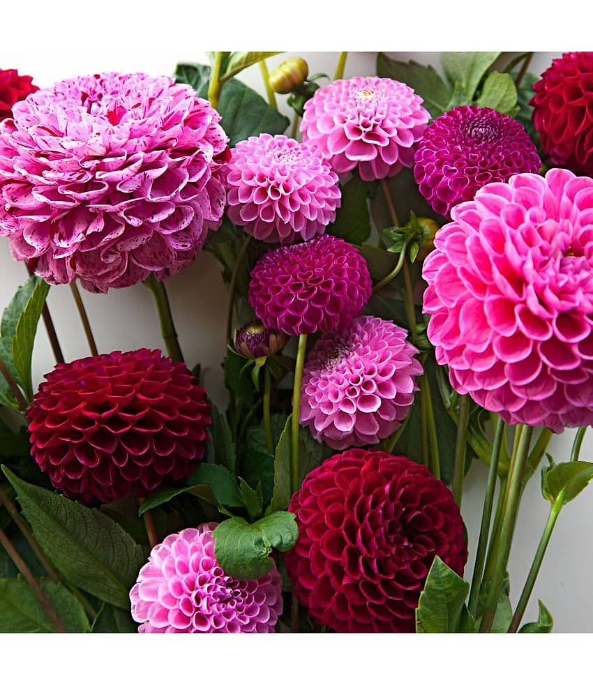 HN organic seed - Dahlia Mixed Flower ( 25 Seeds )