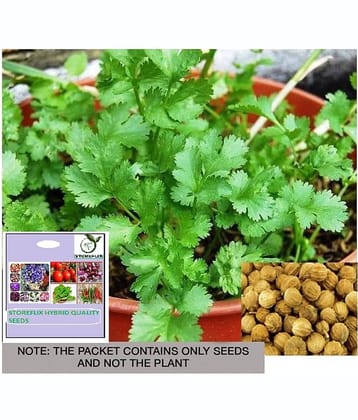 STOREFLIX Coriander Vegetable ( 100 Seeds )