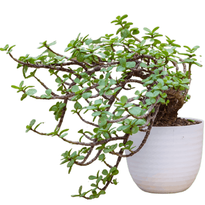 Birthright || Jade || Plant