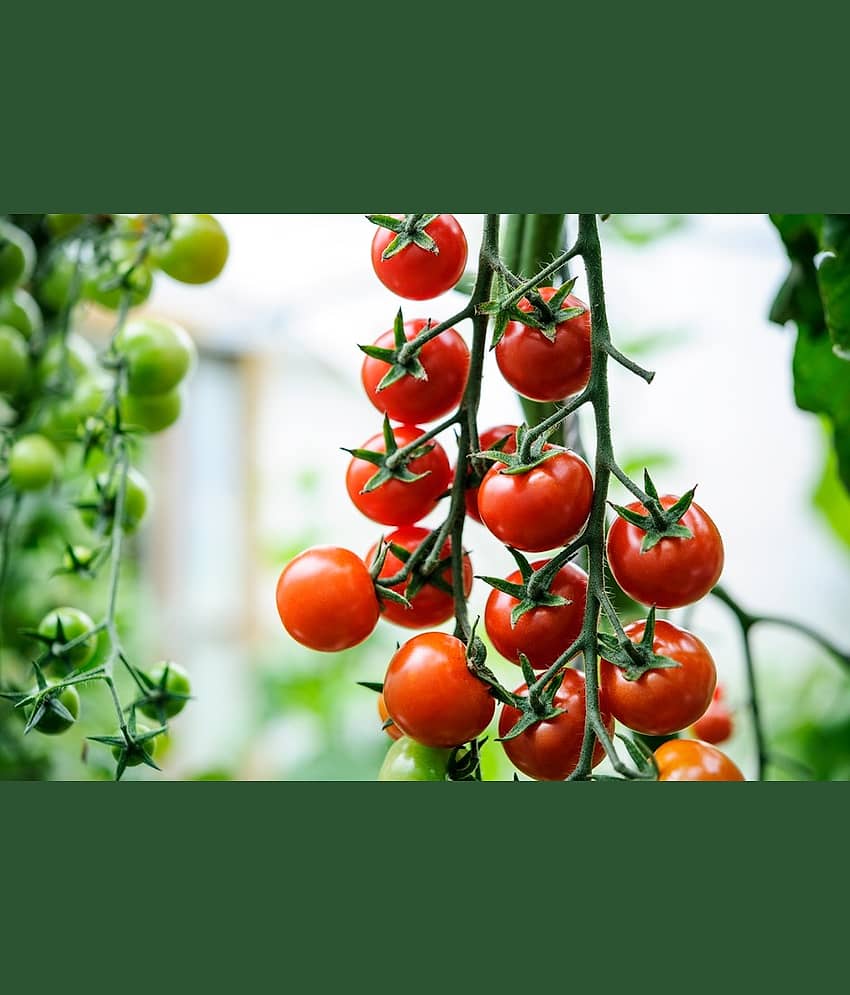 homeagro - Tomato Vegetable ( 100 Seeds )