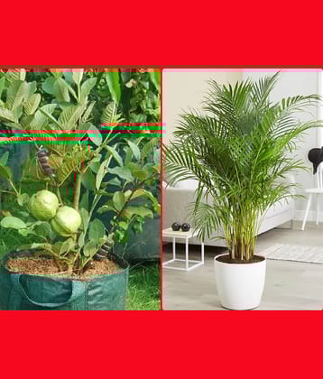 homeagro - Combo of Thailand Guava Fruit ( 100 seed ) and Grapes Fruit ( 20 Seeds )