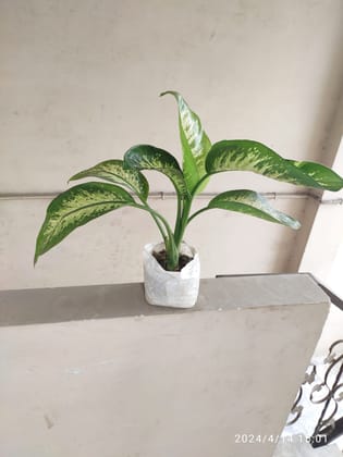 SNEHA HYDROPONICS Dumb Cane Plant Ht'1.5Ft