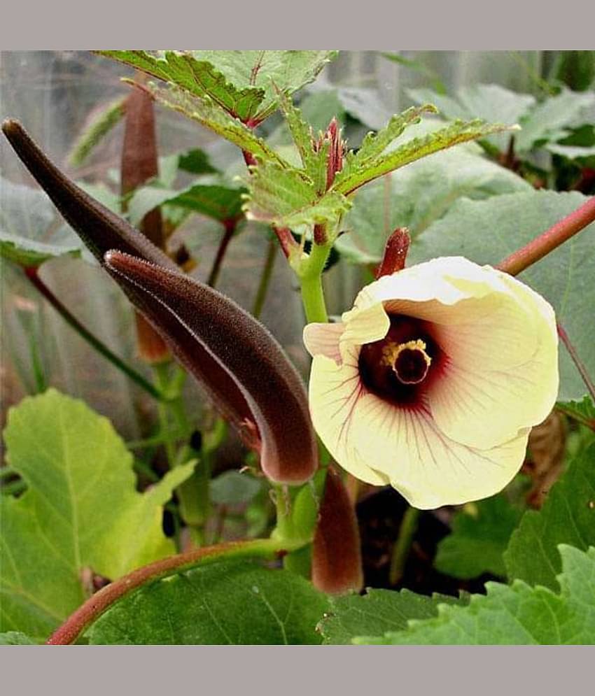 Jignisha Seeds Hybrid Red Lady Finger Vegetable ( 15 Seeds )