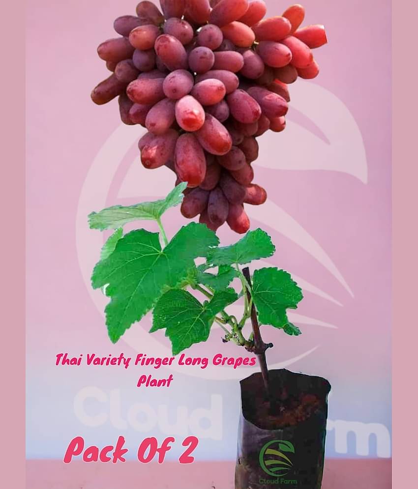 Cloud Farm Outdoor Fruit Plant ( Pack of 2 )