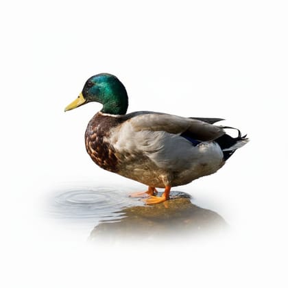 Fresh Duck Meat - 3 kg - One whole fresh duck