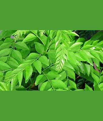 CLASSIC GREEN EARTH - Celery Herb ( 100 Seeds )