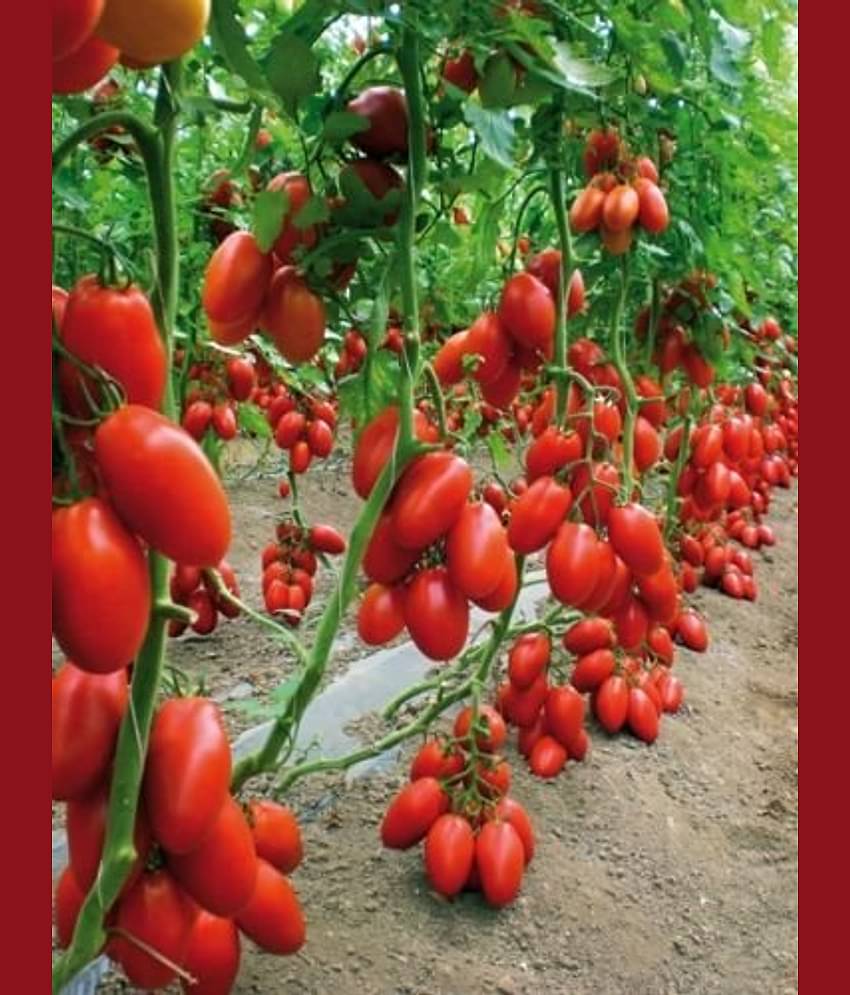 Cheery climbing tomato seeds
