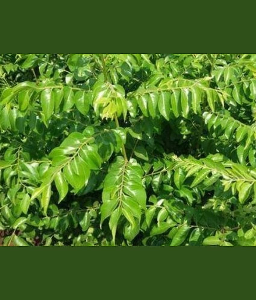 CLASSIC GREEN EARTH - Celery Herb ( 50 Seeds )