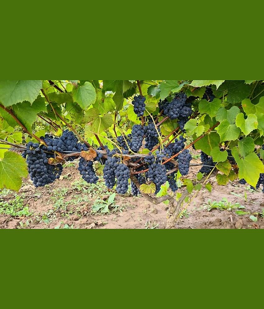 homeagro - Black Grape Fruit ( 20 Seeds )