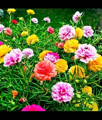 Infintegreen Portulaca Flower ( 100 Seeds )