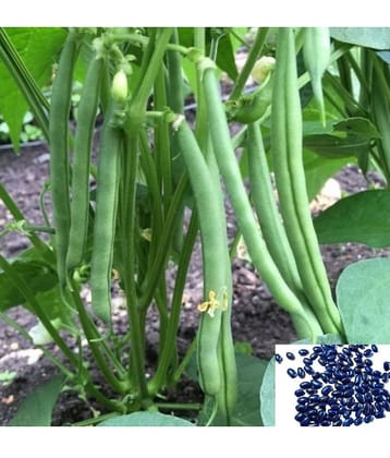 homeagro - French Beans Vegetable ( 50 Seeds )