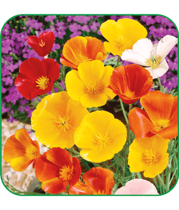 Aero Seeds Poppy California Pack of 100 Seeds