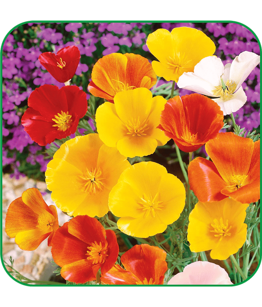 Aero Seeds Poppy California Pack of 100 Seeds