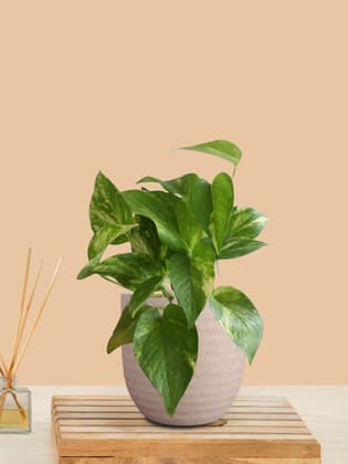 Money Plant Gold King (Small) in Eco Pot Money Plant Gold King (Small) in Eco Pot