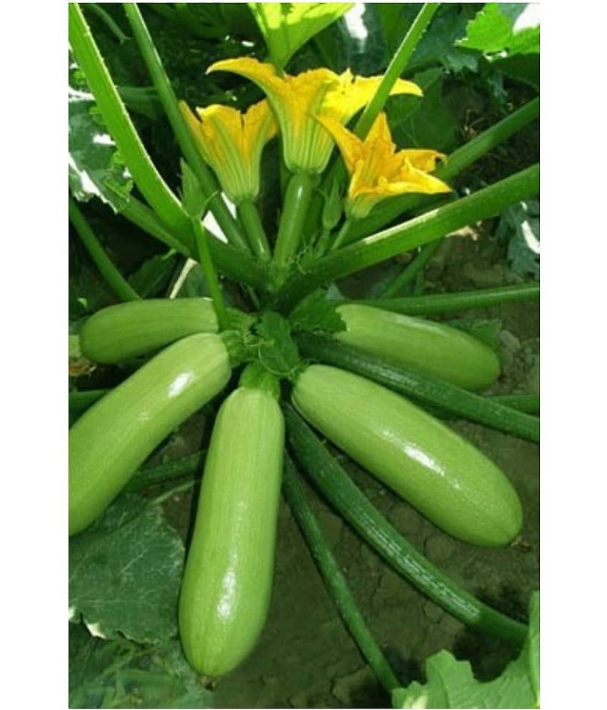 GARDEN High Yielding Hybrid Green Long Squash Seeds - Pack of 10 Seeds