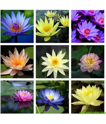 Flare Seeds 25 Mixed Colourful Lotus Seeds