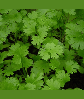 LiveNature Organic Dhania Vegetable ( 100 Seeds )