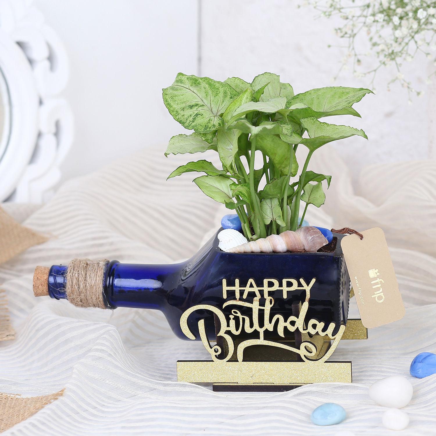 Syngonium Plant In Birthday Antiquity Bottle Planter