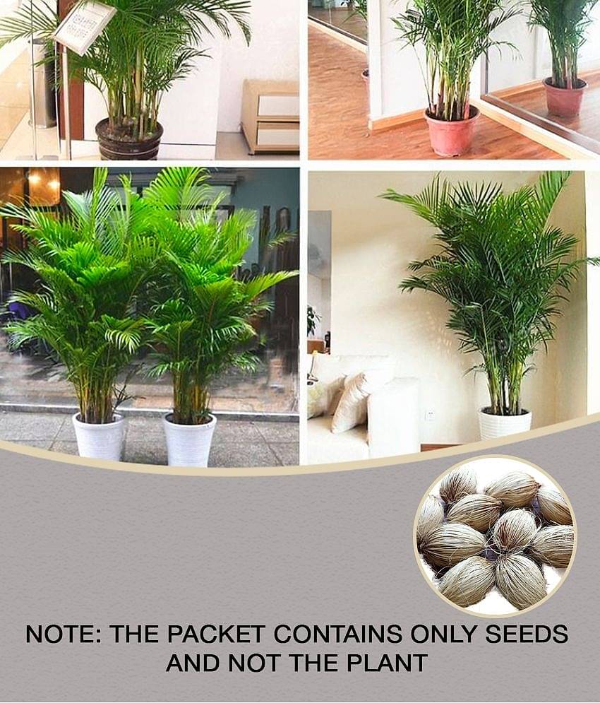 Areca Palm Bonsai Hybrid Tree Seeds - pack of 5 Seeds