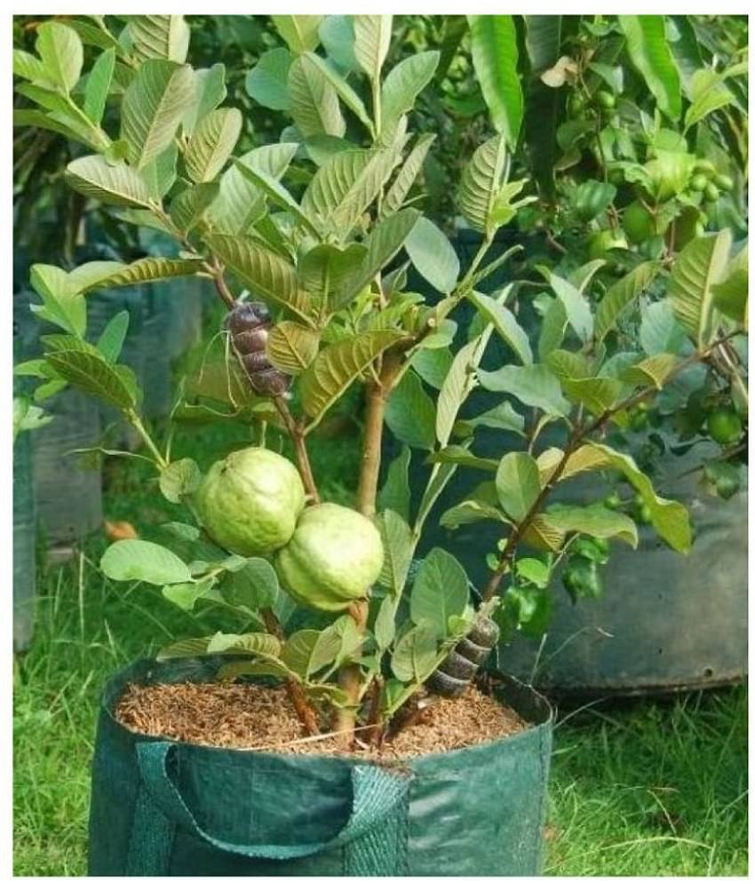 CLASSIC GREEN EARTH - Guava Fruit ( 100 Seeds )