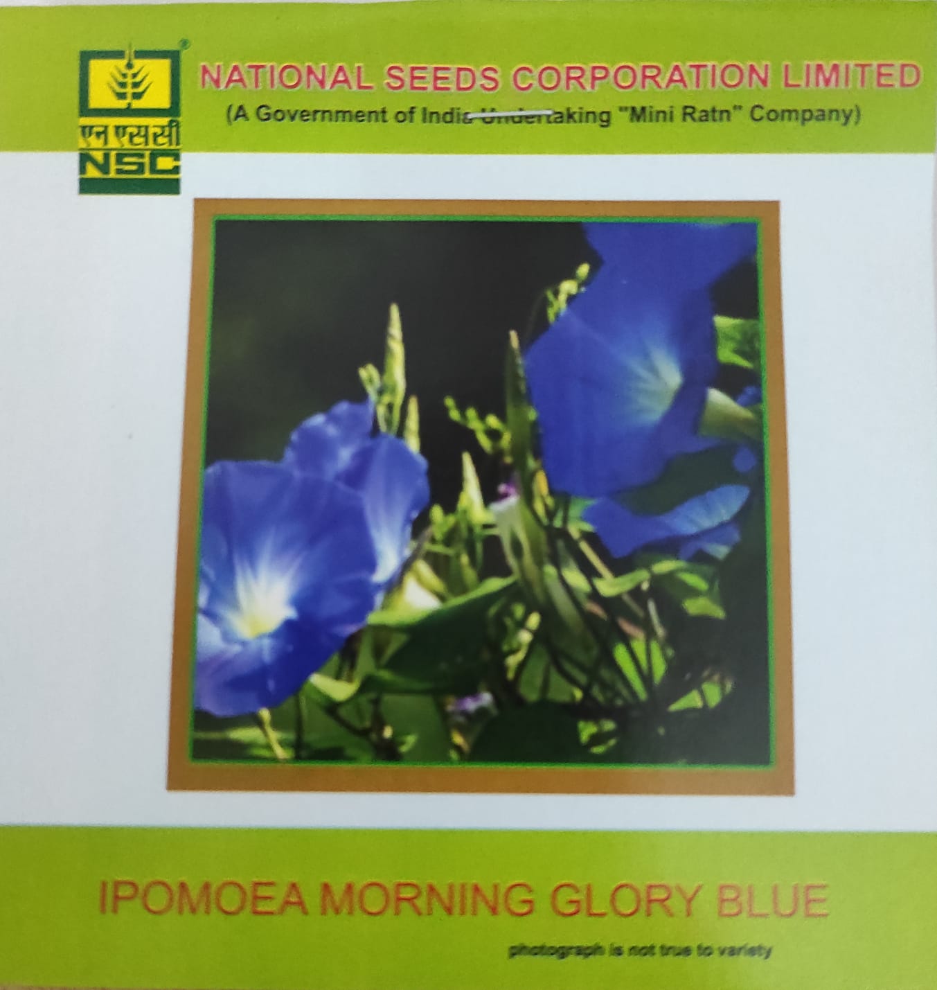 NSC Ipomoea Morning Glory Blue Flower seed