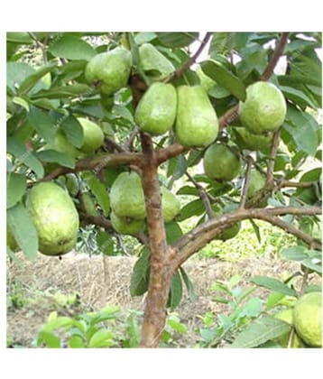 STOREFLIX Dwarf Sweet White Guava/Psidium guajava Fruit pack of 50 seeds with 100gm Cocopeat AND MANUAL