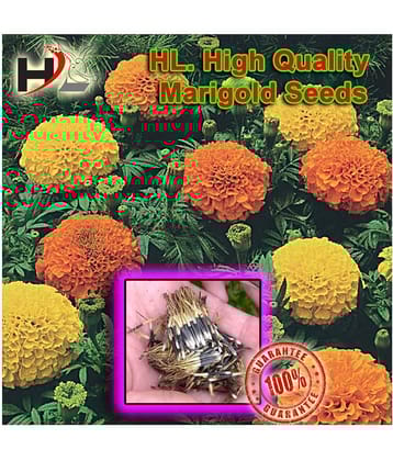 HL. High Quality MIX Marigold Seed 100% working