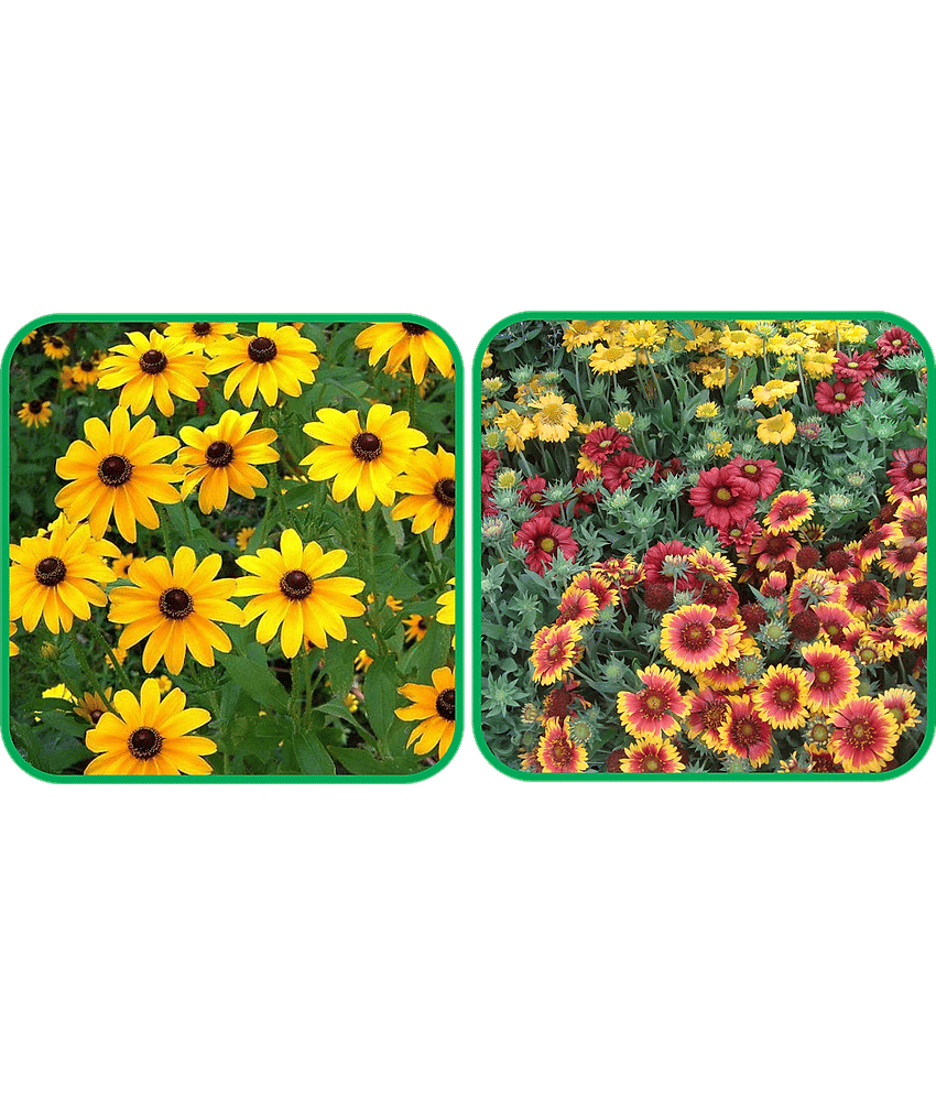 Aero Seeds Gaillardia Aristata Mix Color (50 Seeds) And Sunflower Miniature (50 Seeds) Flower Seeds Pack
