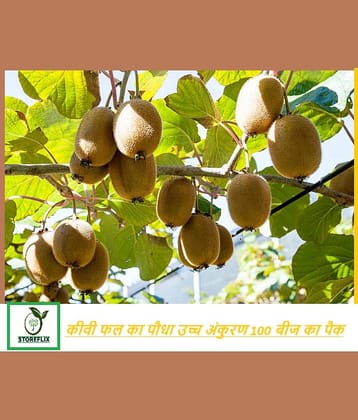 Organic kiwi fruit plant 100 seeds pack with free potting soil