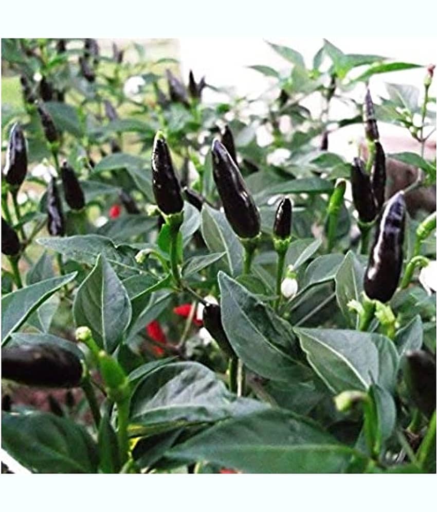 STOREFLIX BLACK Chilli (Mirchi) Seeds Seed (30 per packet) WITH USER MANUAL