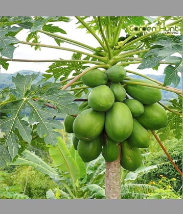 homeagro - Papaya Vegetable ( 50 Seeds )
