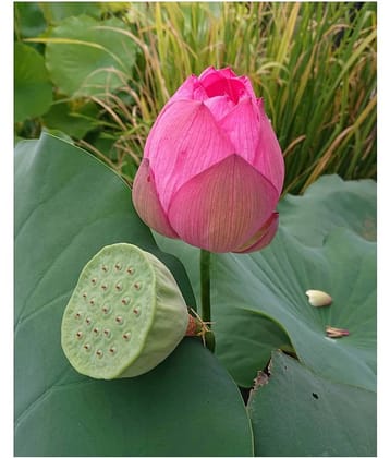 Lotus Flower Seeds
