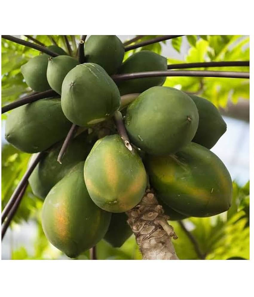 Papaya Fruit Hybrid (Papita) Seeds - 50 + Instruction Manual