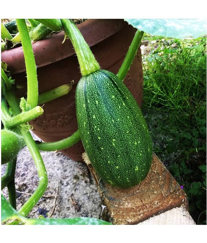 FLARE SEEDS Long Green Pumpkin F1 Hybrid Vegetables Seeds - 20 Seeds Only