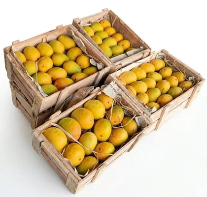 Devgad Big Size Alphonso Mangoes (Hapus)  GI Tagged Premium | Naturally Ripened | Export Quality | Handpicked Authentic Devgad Mango | Wooden Box Packaging (2 Dozen)