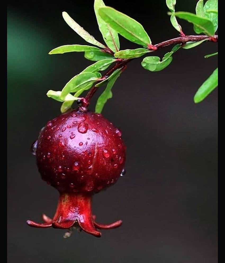 Cloud Farm Outdoor Fruit Plant ( Pack of 1 )