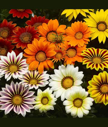 LiveNature Gazania Mixed Flower ( 100 Seeds )