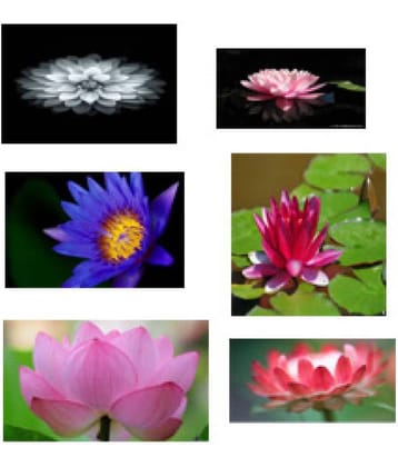 fresho brand lotus a flowers hybrid mix seeds