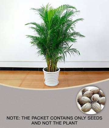 homeagro - Areca palm Plant ( 5 Seeds )