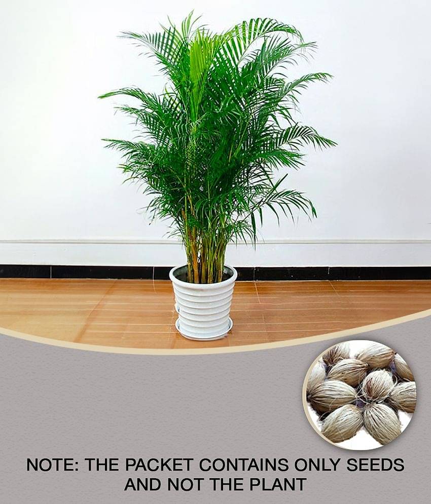 homeagro - Areca palm Plant ( 5 Seeds )