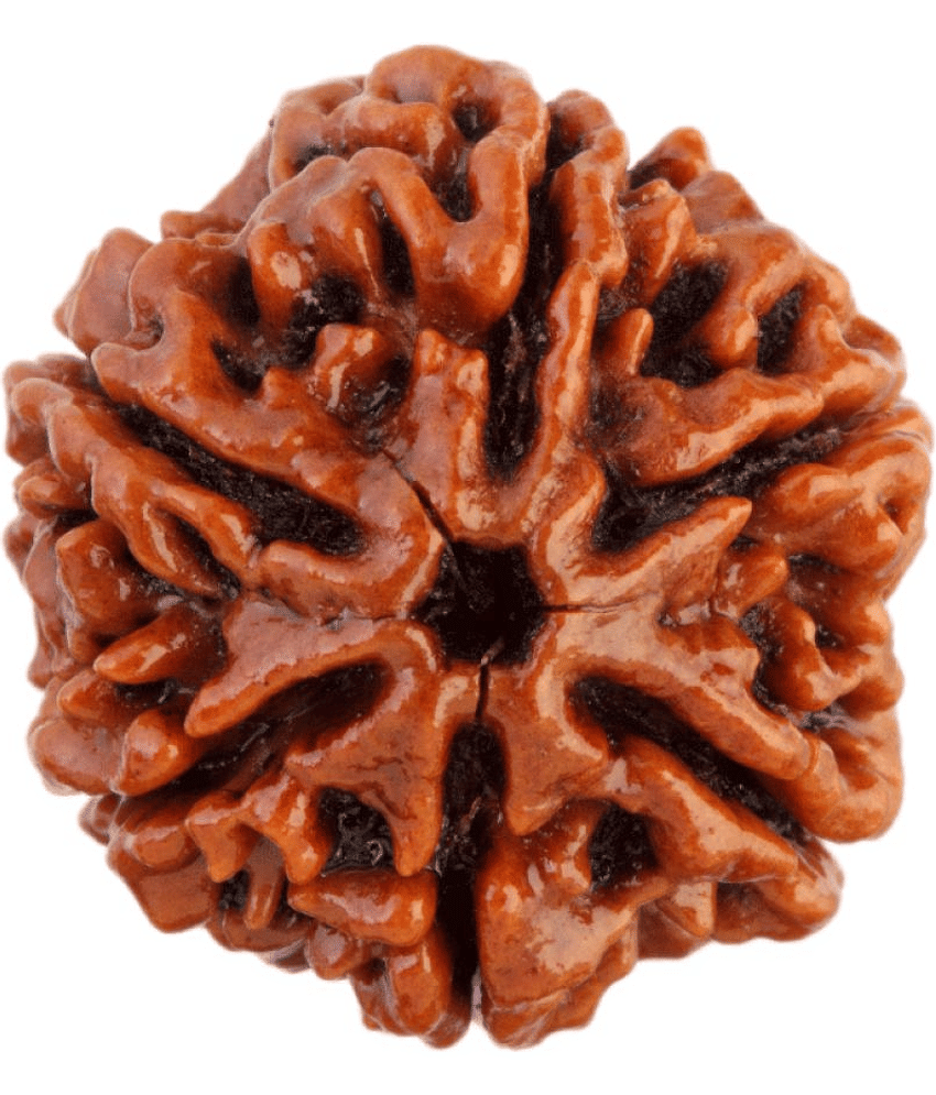 SAUBHAGYA GLOBAL SIDDHA SIX MUKHI NEPAL RUDRAKSHA LAB CERTIFIED 6 Face Rudraksha