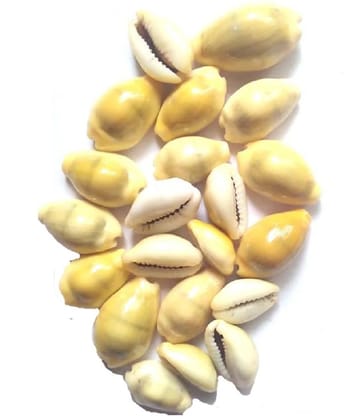VINARGHYA Yellow Kaudi / Peeli Kawdi / Pili Kowdi / Laxmi Kaudi / Cowry / Cowrei 21 no.s