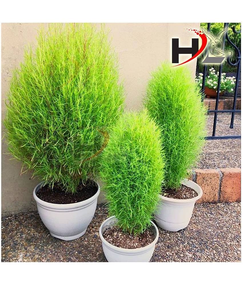 HL Kochia Green Grass Ball Flower Hybrid Seeds For Home Gardening Planting