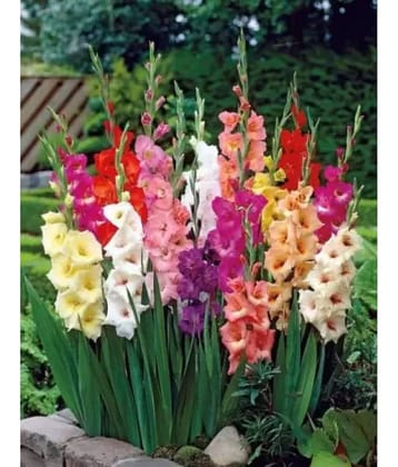 CLASSIC GREEN EARTH - Sword Lily Flower ( 5 Seeds )