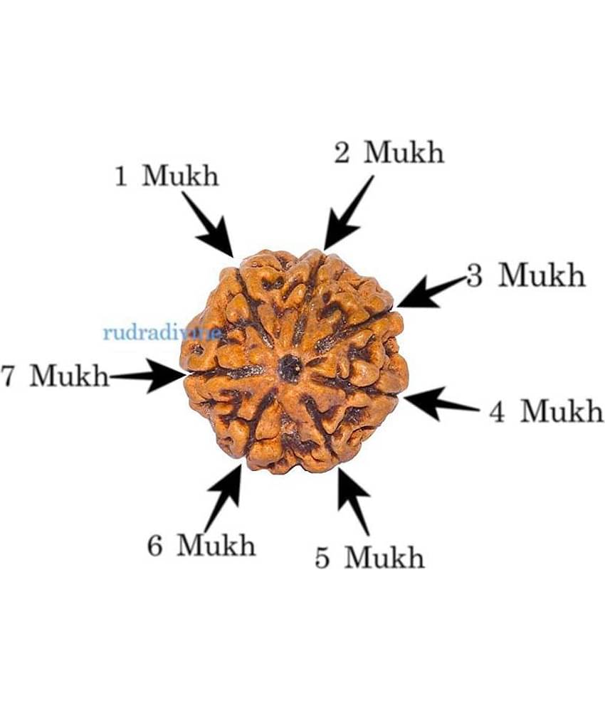 RUDRA DIVINE Rudraksha Pack of 1