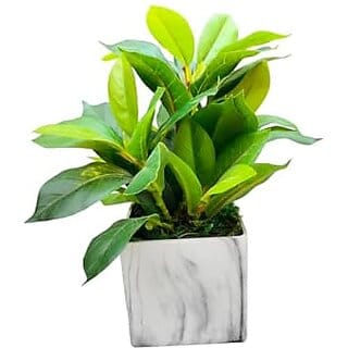 De Gardenia Hand Made Artificial Table Plant with Pot 24 cm Tall Bonsai for Home and Office Decor. (3 Handmade1)