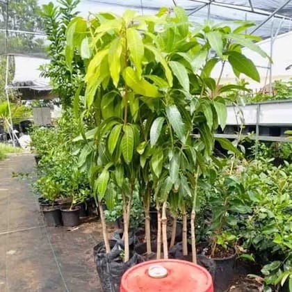 Hybrid Himsagar Mango Fruit Plant