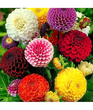 HN organic seed - Dahlia Mixed Flower ( 25 Seeds )