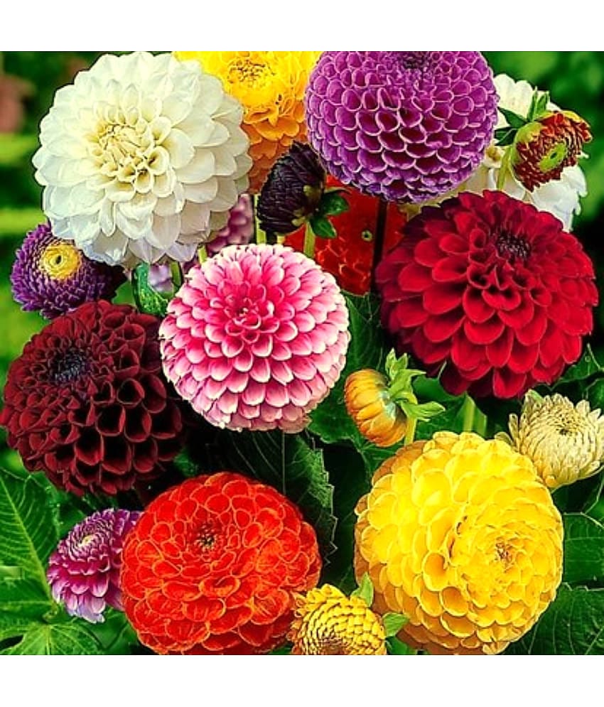 HN organic seed - Dahlia Mixed Flower ( 25 Seeds )