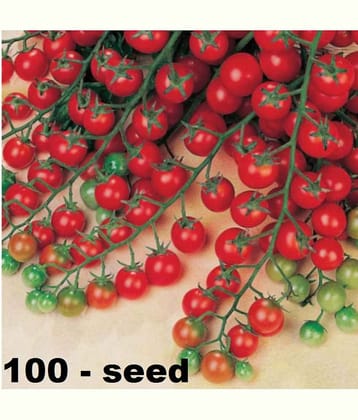 Cherry Tomato High Germination Seeds - Pack Of 100 Hybrid Seeds